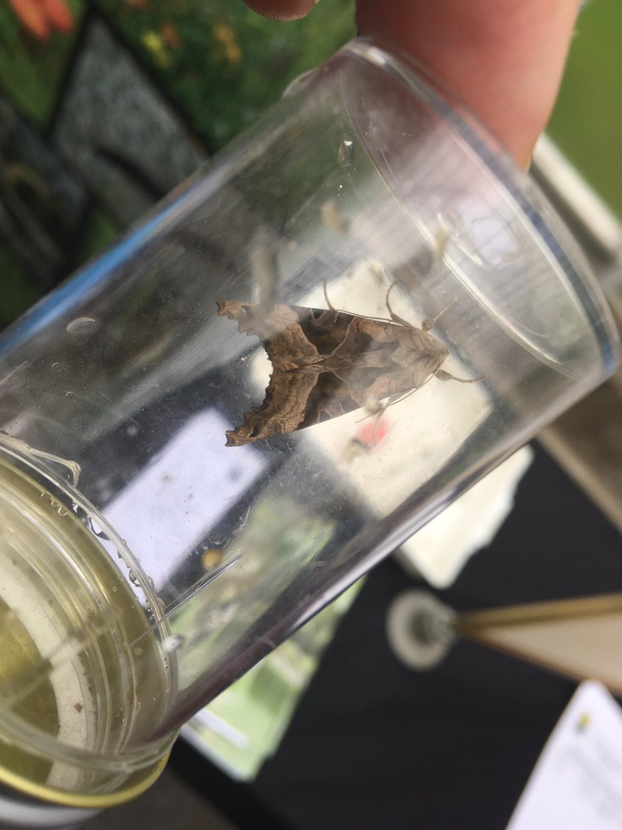 AndrewS_GBG's tweet image. Early interest as we set up the Kelvin in the Kibble engagement day @GlasgowBotanic From 11 to 3 we will have activities for kids and some music as well as @GlasgowNatHist experts with last nights moth haul. @RSPBGlasgow @TCVScotland @FORKelvin @scottish_water #Friendsoftheearth