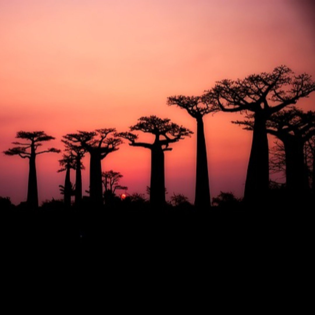 Our botanicals (Gurana, Baobab and Kola Nut) are carefully sourced for their nutritional goodness &amp; long lasting energy delivery. BAOBAB is high in vitamin C, vitamin B, nutrients &amp; minerals: niacin, iron, potassium, magnesium, calcium and zinc, with antioxidants &amp; polyphenols.