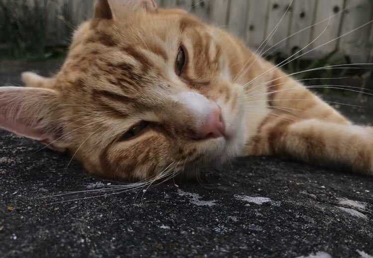 MatthewAbsolon's tweet image. Copper feeling rather lazy...