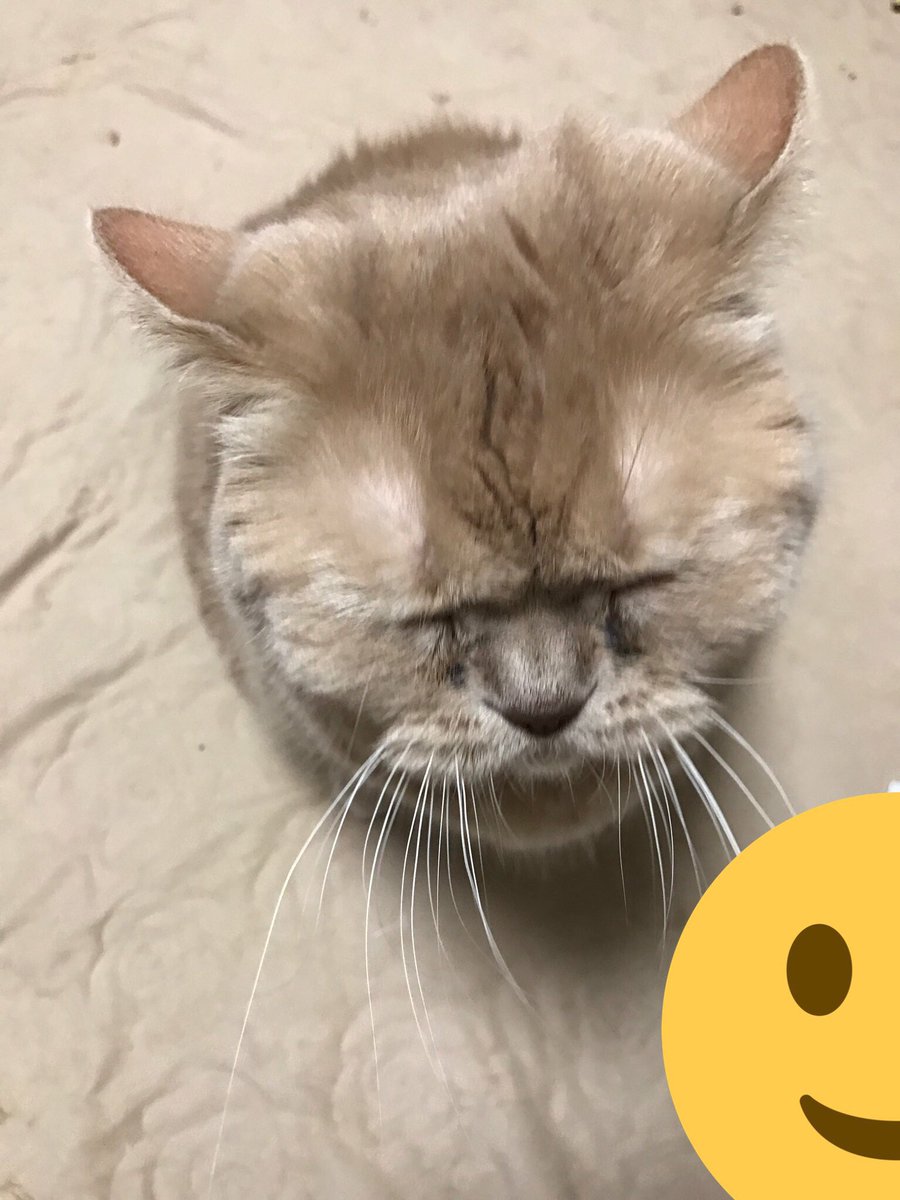 しわしわピカチュウにそっくりな猫のお写真が発見される 各家庭のしわチュウちゃんたちがこれ カリン様にも見える Togetter
