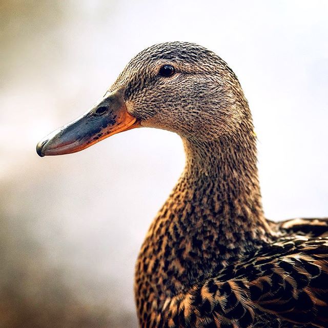 FreyaEverAfter_'s tweet photo. Clover’s eggs should be hatching in the next week or so if I’m guessing right. I’m so excited to meet the ducklings! I’ve really enjoyed seeing Clover in my garden daily 🦆🐣☘️💚
.
Thank you all so much for all the wonderful birthday wishes for Freya 💗 https://t.co/Yp0bcUCDUG https://t.co/a1uw7tXkVs