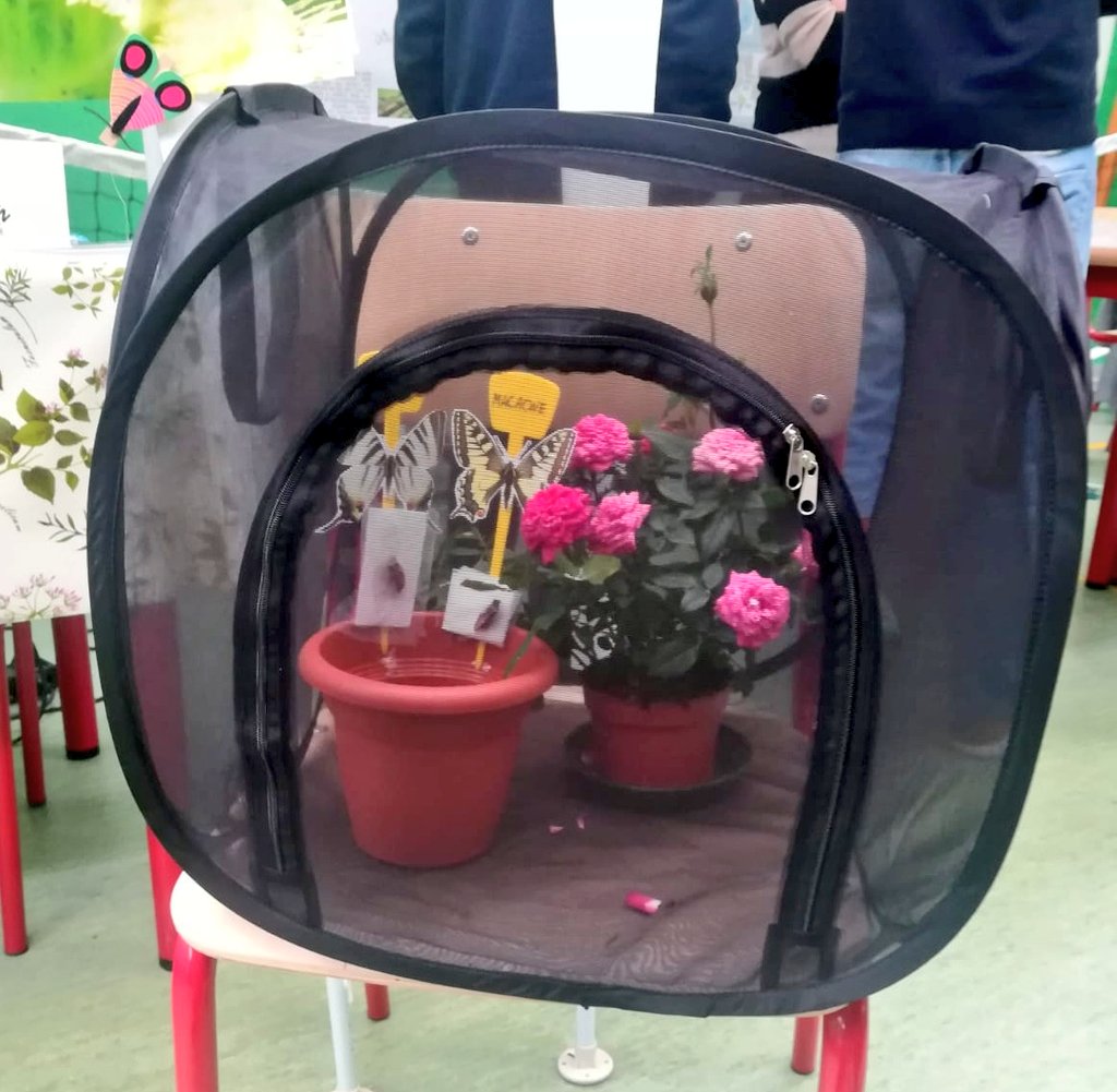 ceschina__'s tweet photo. Our #butterflygroup is ready for the PrimaVera Festa in Turin! 🌼🦋

(I.I.S Primo Levi, corso Unione Sovietica 490)
@proGIreg @cittaditorino @twitorino @TorinoCityLab @unito
#zoolab #urbanbutterflies #pollinators #nbs8 #citizenscience https://t.co/cAyhQtLmpu