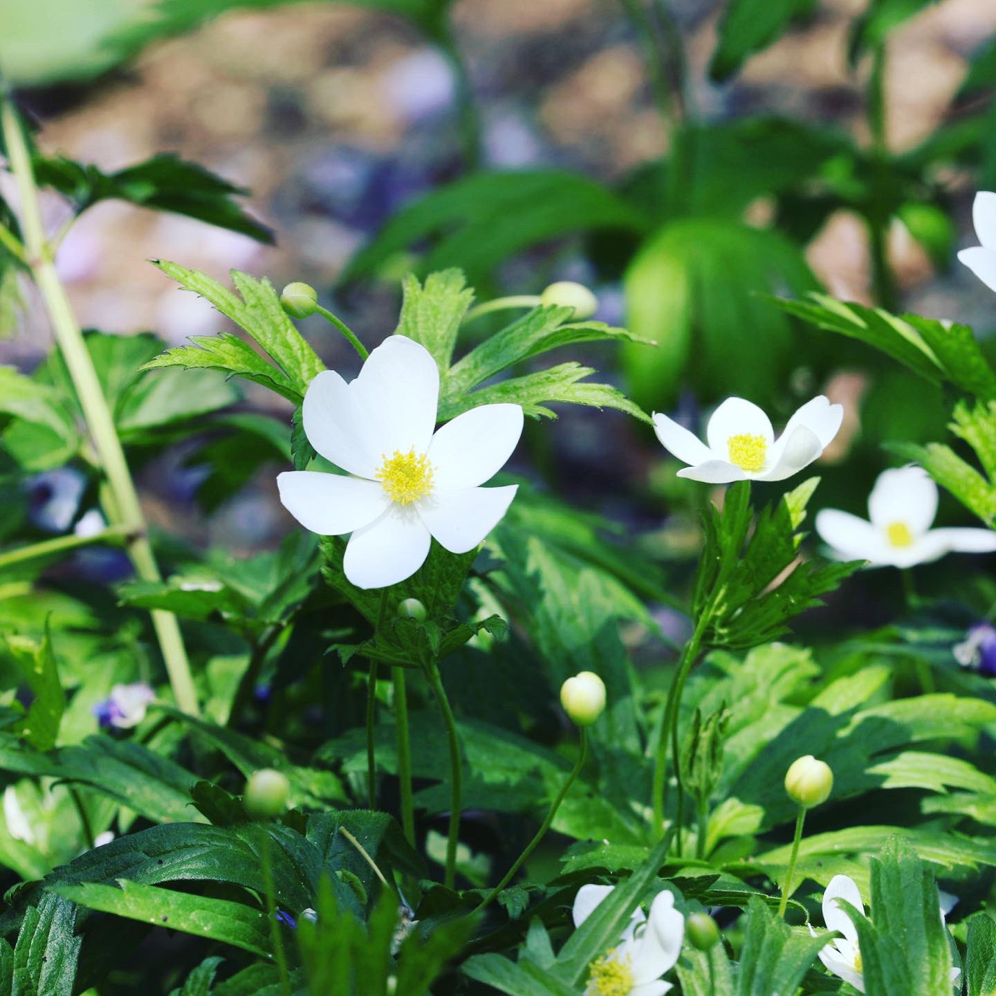 たけし Al Twitter ニリンソウ 花言葉 友情 協力 ずっと離れない ニリンソウ 花言葉 T Co Ifi2gvqjio Twitter