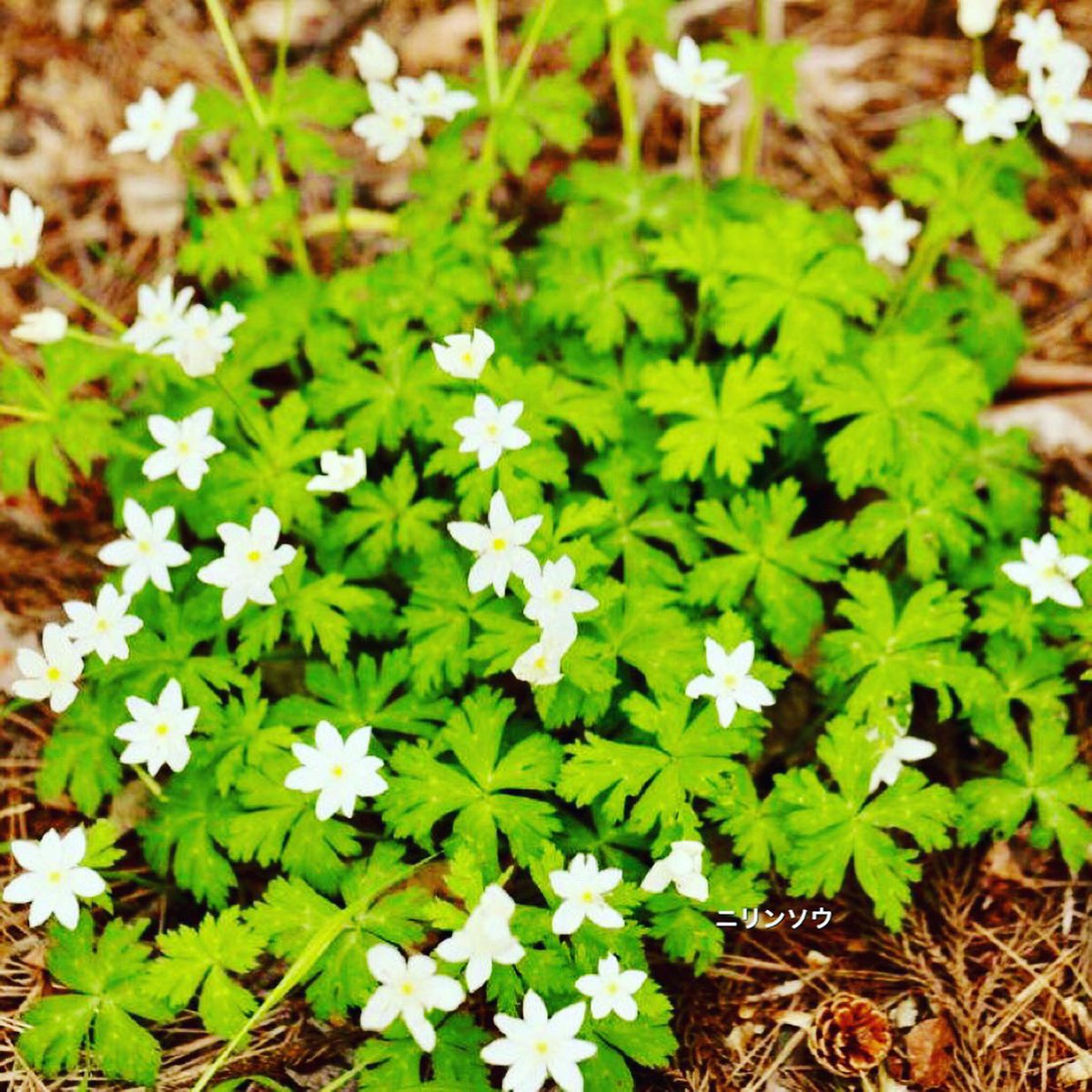 たけし A Twitter ニリンソウ 花言葉 友情 協力 ずっと離れない ニリンソウ 花言葉