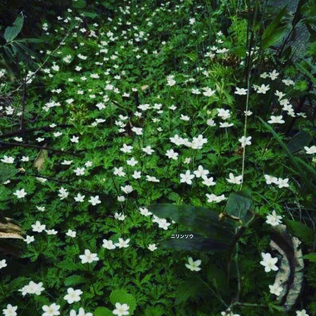 たけし A Twitter ニリンソウ 花言葉 友情 協力 ずっと離れない ニリンソウ 花言葉