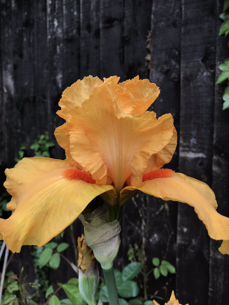 Looking forward to Sunday’s outside broadcast at #RHSChelsea with <a href="/BradtheImpailer/">Steve Bradley</a> on <a href="/BBCRadioKent/">BBC Kent</a>. Guests include <a href="/irississ/">Iris of Sissinghurst</a> <a href="/stevenedney4/">Steven Edney</a> <a href="/sophie_leathart/">Sophie Leathart</a> @gardendesigner1 <a href="/ChilstoneCo/">Chilstone</a> 8am on the radio round at yours.