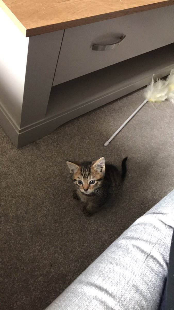 Miss_B_Marshall's tweet photo. We have the cutest new arrivals at our house! https://t.co/GyhlBkKcUO