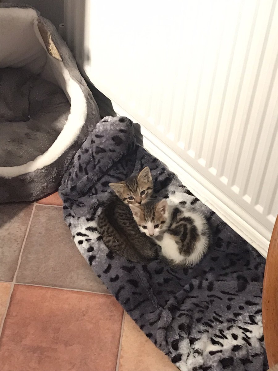 Miss_B_Marshall's tweet photo. We have the cutest new arrivals at our house! https://t.co/GyhlBkKcUO