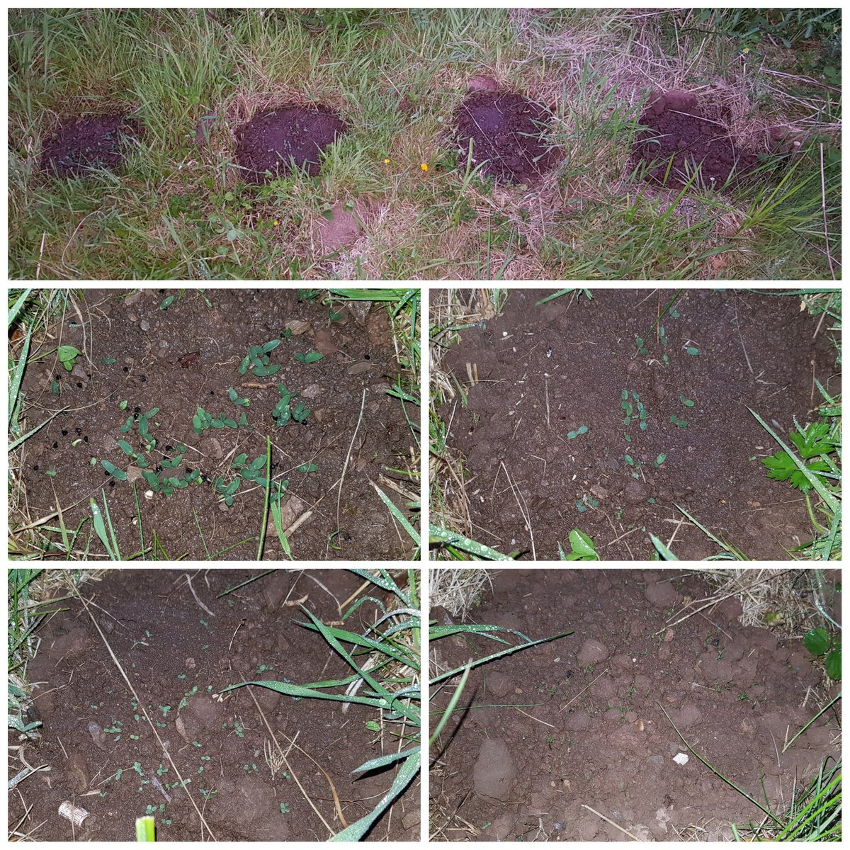 HenllysLNR's tweet photo. Oh no, looks like seeds #2 (top r) have been munched on @MissBaldwinHCIW #wildflowers https://t.co/DDA9lUsFk6