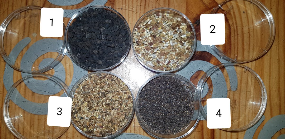 Oh no, looks like seeds #2 (top r) have been munched on @MissBaldwinHCIW #wildflowers