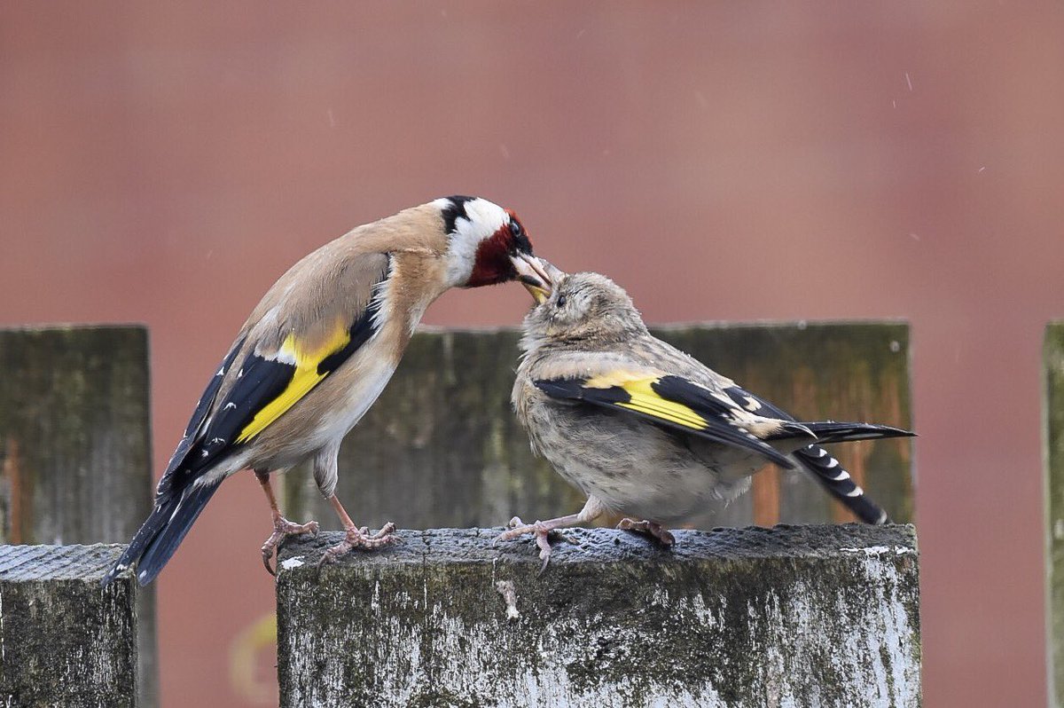 Lesley Barker tweet media