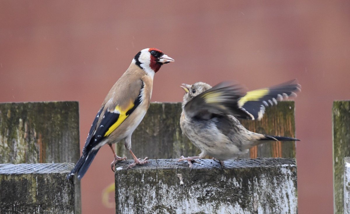 Lesley Barker tweet media