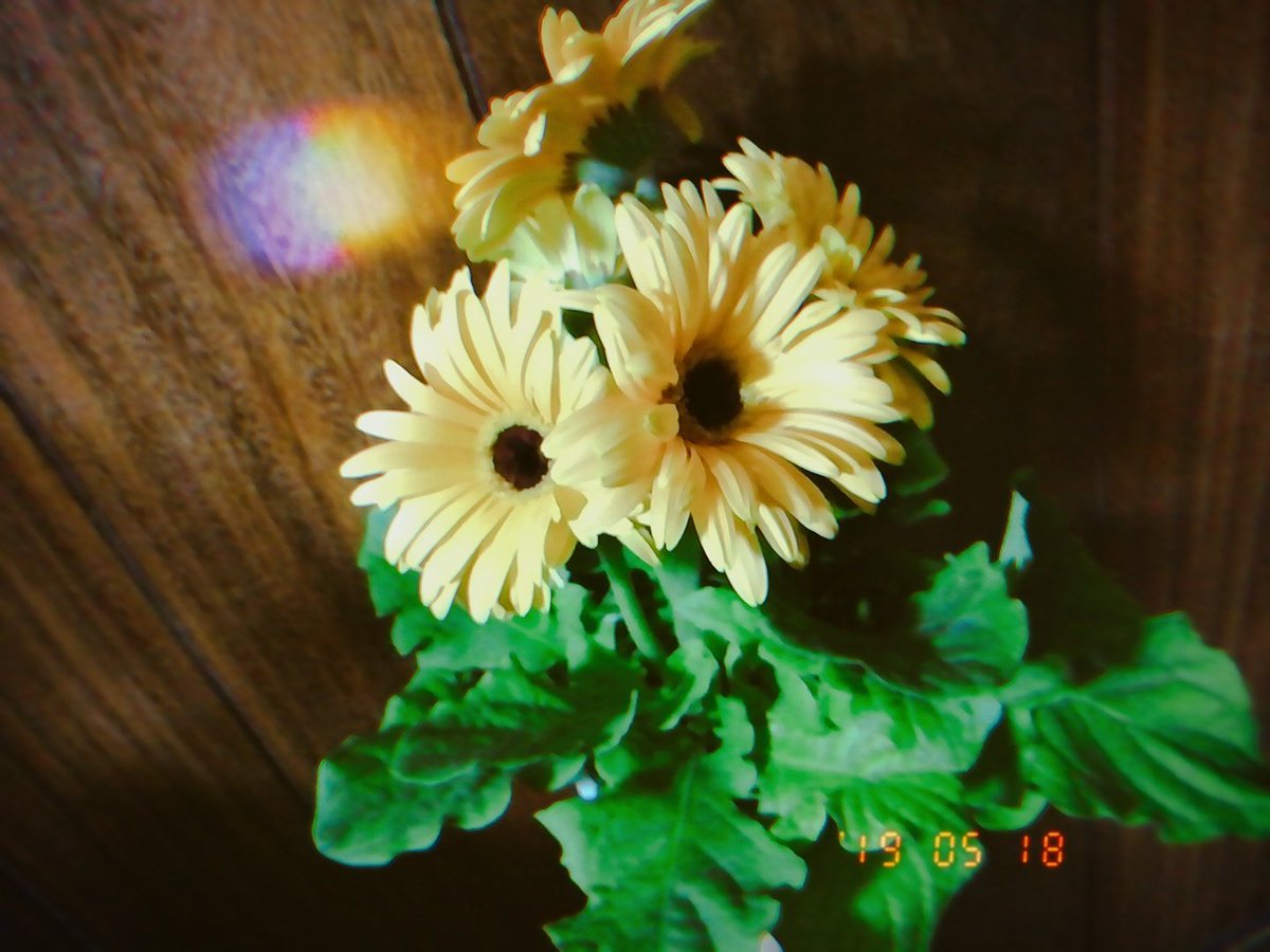 小原徳子 Noriko Kohara Gw実家に帰れなかったので 今帰省しています お姉ちゃんからずっと 誕生日プレゼント何がほしいんだ って聞かれてて 今日ガーベラの鉢植えをねだりました ガーベラ 一番すきな花 かわいい 育てるんだ