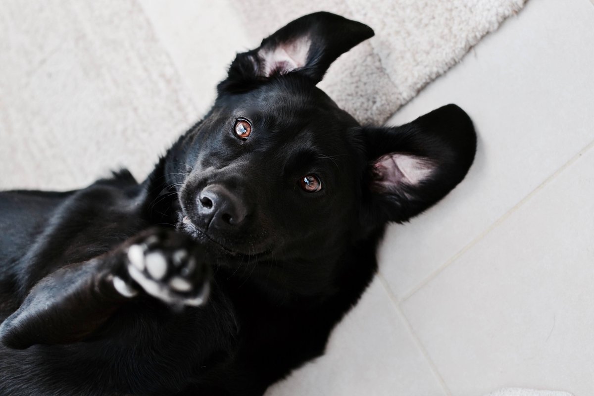 TwilightVisuals's tweet image. How satisfying is it when you walk in your front door and get greeted by an overwhelmingly excited doggy? Our little pooches help us get through the day and we'd absolutely miss them if they weren't part of our lives🐕💖 #twilightvisuals #petportrait #labrador