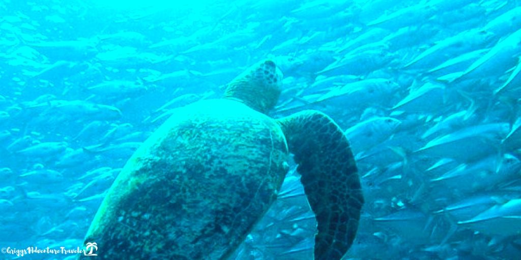 1AdventureTrave's tweet photo. #WorldOceansDay ~ If we keep our oceans clean then one can be 
Fearless #Scuba Diving in Sipidan #Boreno Malaysia https://t.co/2Draz4Cl8M @1AdventureTrave 
#travel #tbin #ttot #diving #scubadiving @sabahtourism https://t.co/fnn6jElQpR