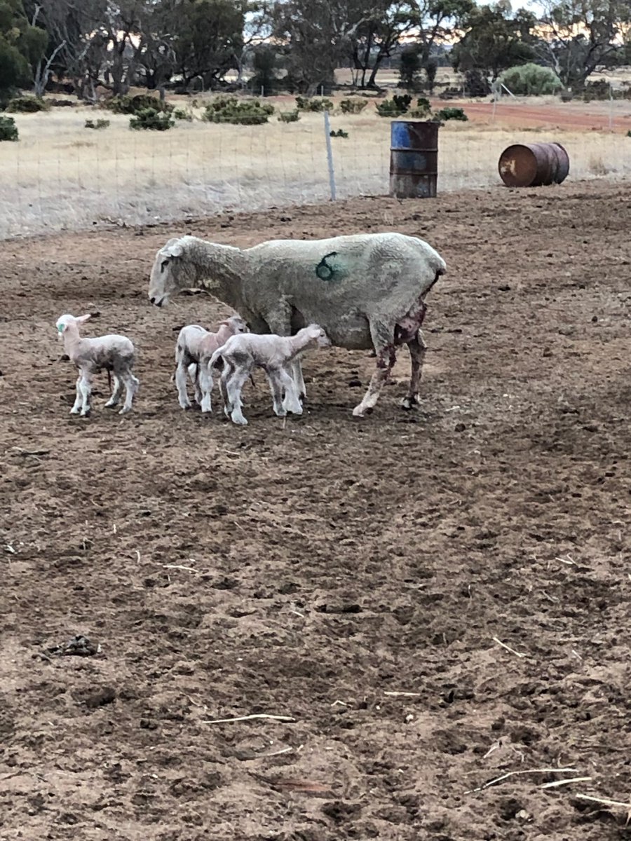 TimShep05's tweet image. Nice!