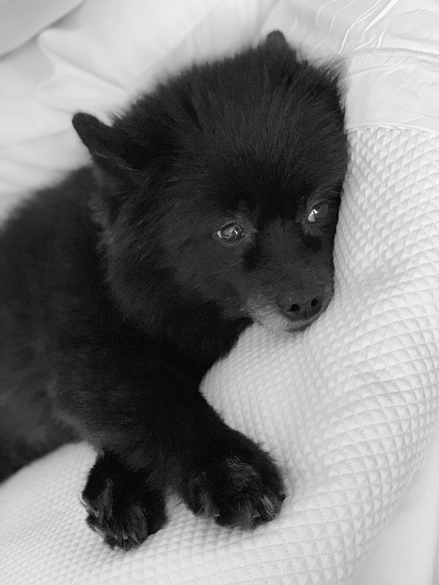 Mathieu Marcotte nous a parlé ce matin des nombreux hommages rendus sur le web au célèbre Grumpy Cat, décédé plus tôt cette semaine.

René, l'adorable chien d'<a href="/ASProteau/">Annie-Soleil Proteau</a> a lui aussi voulu lui rendre hommage 😍 #TweetAGrumpyFaceForGrumpyCat