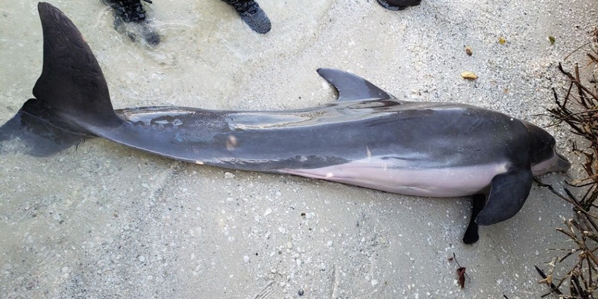 MC_org's tweet photo. Dolphin found dead along Fort Myers beach had 24-inch hose in its esophagus/ forestomach. Rough toothed dolphin found dead in same area last month had 2 plastic bags and piece of a balloon in its stomach. #plasticpollution Image: Florida Fish and Wildlife https://t.co/7kKS6hNMqt