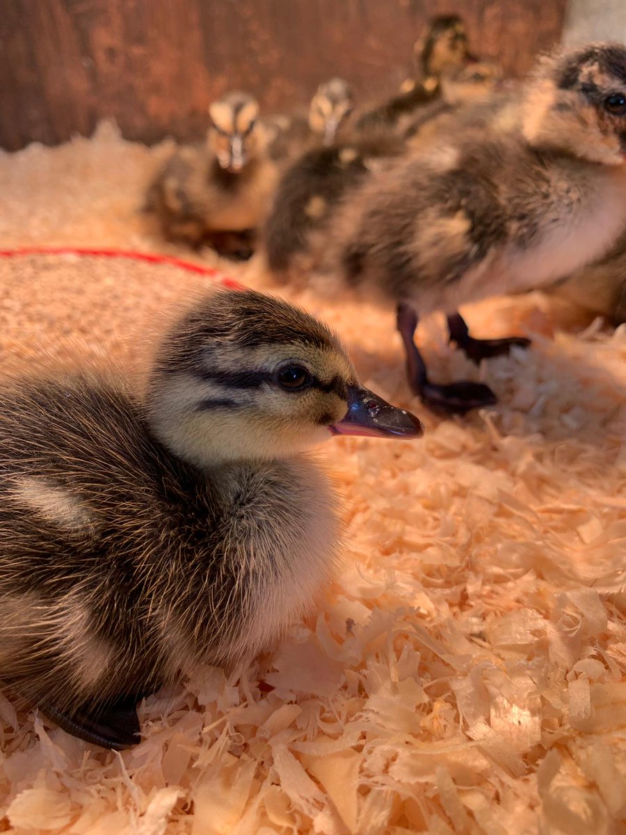 Alice in Hattonland (@alicehattonland) on Twitter photo Our little ducklings are ready for a cuddle in farmyard favourites <a href="/HattonWorld/">Hatton Country World</a> #warwickshire Our little ducklings are ready for a cuddle in farmyard favourites <a href="/HattonWorld/">Hatton Country World</a> #warwickshire