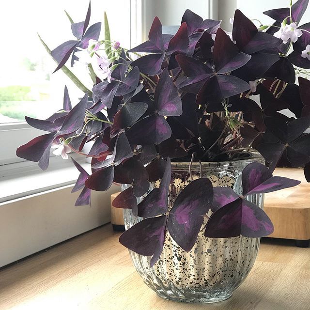 hligia's tweet photo. One of my beauties that makes me feel happy everyday 💜 have a nice Saturday! I am enjoying to be home 🏡 after the long and fun celebration day! https://t.co/RDc7LtOBRr