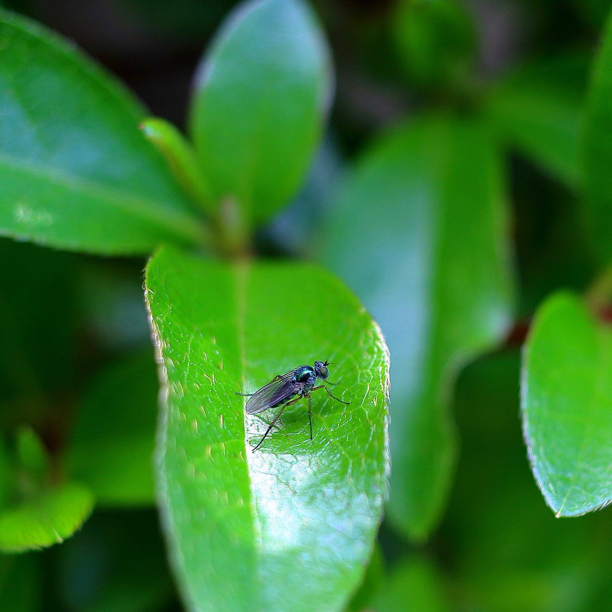 みっちょん 足袋ーず Di Twitter アシナガバエ メタリックな青緑色に光るハエ 名前はハエだけどアブの仲間 アブラムシやダニ等を食べるので 農家さん的には益虫みたい Insect Longleggedflies Flies ハエ 蝿 アブ 虻 大船フラワーセンター T Co