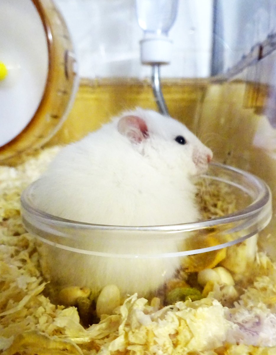 はなこ 我が家に新しい家族が増えました 長毛ハムスター 名前 は審議中 たくさんふれあったハムの中で この子が一番いい と運命の出会いをした娘氏 もふもふ可愛いマイペースな子です よーし お世話頑張れ O はなこ 我が家に新しい家族が増えました 長毛ハムスター 名前 は審議中 たくさんふれあったハムの中で この子が一番いい と運命の出会いをした娘氏 もふもふ可愛いマイペースな子です よーし お世話頑張れ O