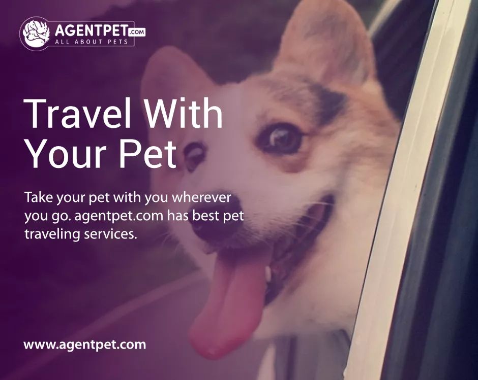agentpetdotcom's tweet image. Travel With Your Pet Around The World?

We Are Here For You!

Visit : agentpet.com

#Internationalmovers #relocations #Petrelocation #petcargo  #catsofig #catlovers #traveller #agentpetrelocation #bshcats #airfreight #petagent #petrelocating #kitty #petslove #catto
