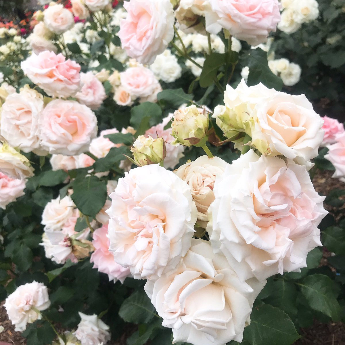 あぼ 今日は薔薇園のイベントでマリみて併せ 白薔薇姉妹やってきたよ 小鞠さんの聖さまと めちゃくちゃエモい写真撮ってもらった Pありがとう