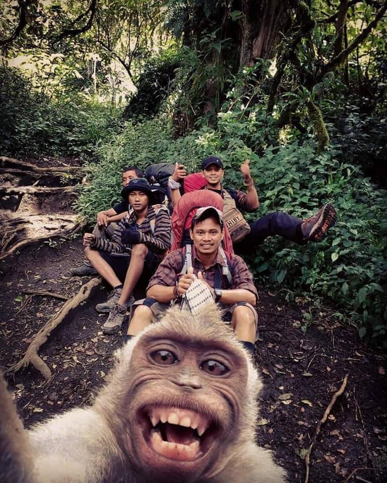 BorneoBah's tweet image. Nah mungit pun pandai selfie2 mcm Ah Jib! #monkeyselfie
