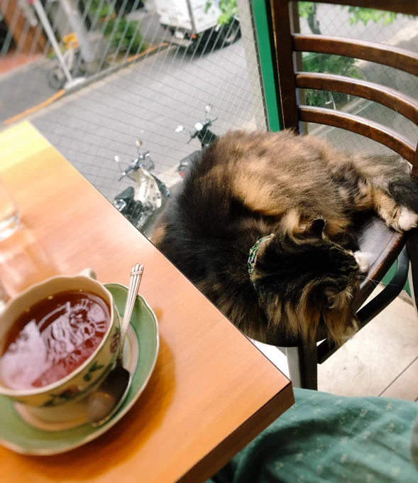 ネコチャンが居る喫茶店に行ったらほんとにフツーに寝てて心がほこほこになった 
