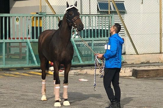 KranjiBroadcast's tweet photo. #KranjiMile19 NEWS 🇸🇬🏆

Both #SouthernLegend &amp; #SingaporeSling have arrived safely @SGTurfClub ahead of next Saturday's Group 1 Kranji Mile
A race Southern Legend took 12 months ago for @HKJC_Racing under @zpurton 🇭🇰

#KranjiMile19

Full story here 👇
https://t.co/LMbF9GlV2o https://t.co/QB2rjflKPv