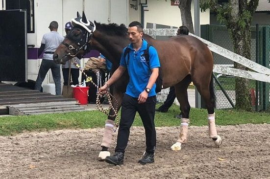 KranjiBroadcast's tweet photo. #KranjiMile19 NEWS 🇸🇬🏆

Both #SouthernLegend &amp; #SingaporeSling have arrived safely @SGTurfClub ahead of next Saturday's Group 1 Kranji Mile
A race Southern Legend took 12 months ago for @HKJC_Racing under @zpurton 🇭🇰

#KranjiMile19

Full story here 👇
https://t.co/LMbF9GlV2o https://t.co/QB2rjflKPv