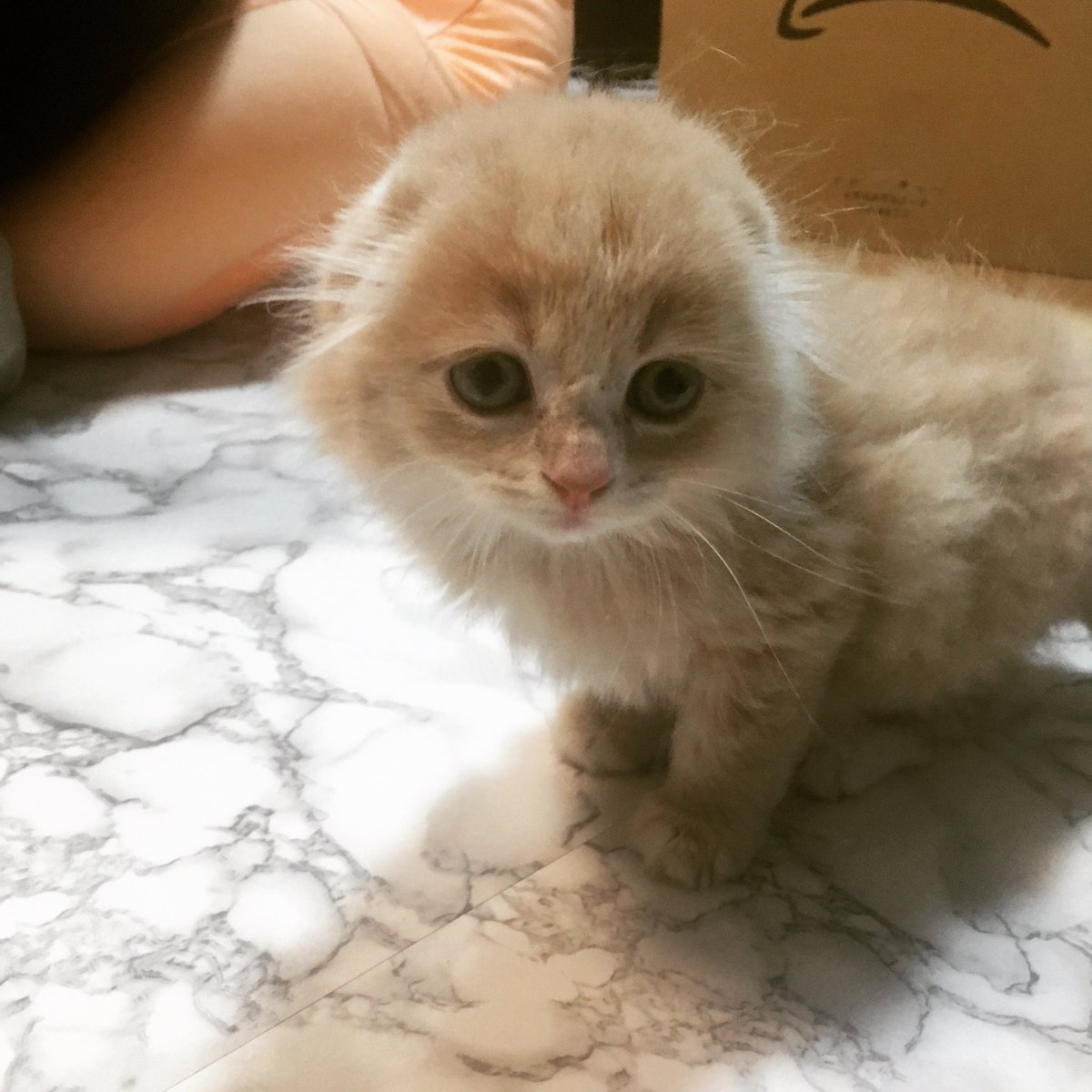 YowatariJohnny's tweet photo. 子猫がうちに来ました🐱

名前はとても悩みましたが、マンションの管理人さんと協議の結果、とてもモフモフの白い毛で少しタレ目なので「ネコ」になりました💡

お散歩が楽しみです❤️

 #子猫 #ペット #ネコは友達 #餌じゃない #ファインディングニモの名言 #魚は友達餌じゃない https://t.co/wL4iJjeBkV