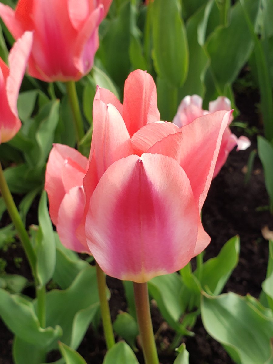 Vickiann44's tweet photo. #OttawainBloom #Ottawatulipfestival #tulips https://t.co/vGxVzFjKmO