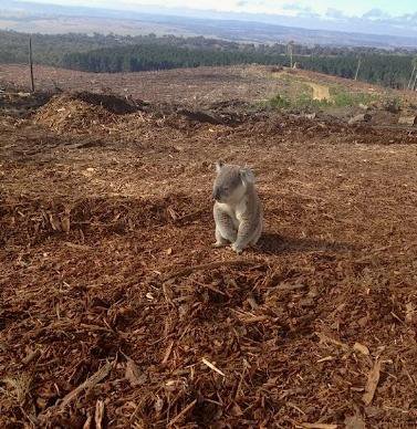 _Naeray's tweet photo. Ne remplissant plus son rôle dans l'écosystème et incapable de se reproduire, le koala est désormais fonctionnellement éteint.

Menacé par la déforestation et les températures extrêmes, il existe aujourd'hui moins de 80.000 koalas seulement, contre 10 millions en 1788. https://t.co/b8It6zNKeK