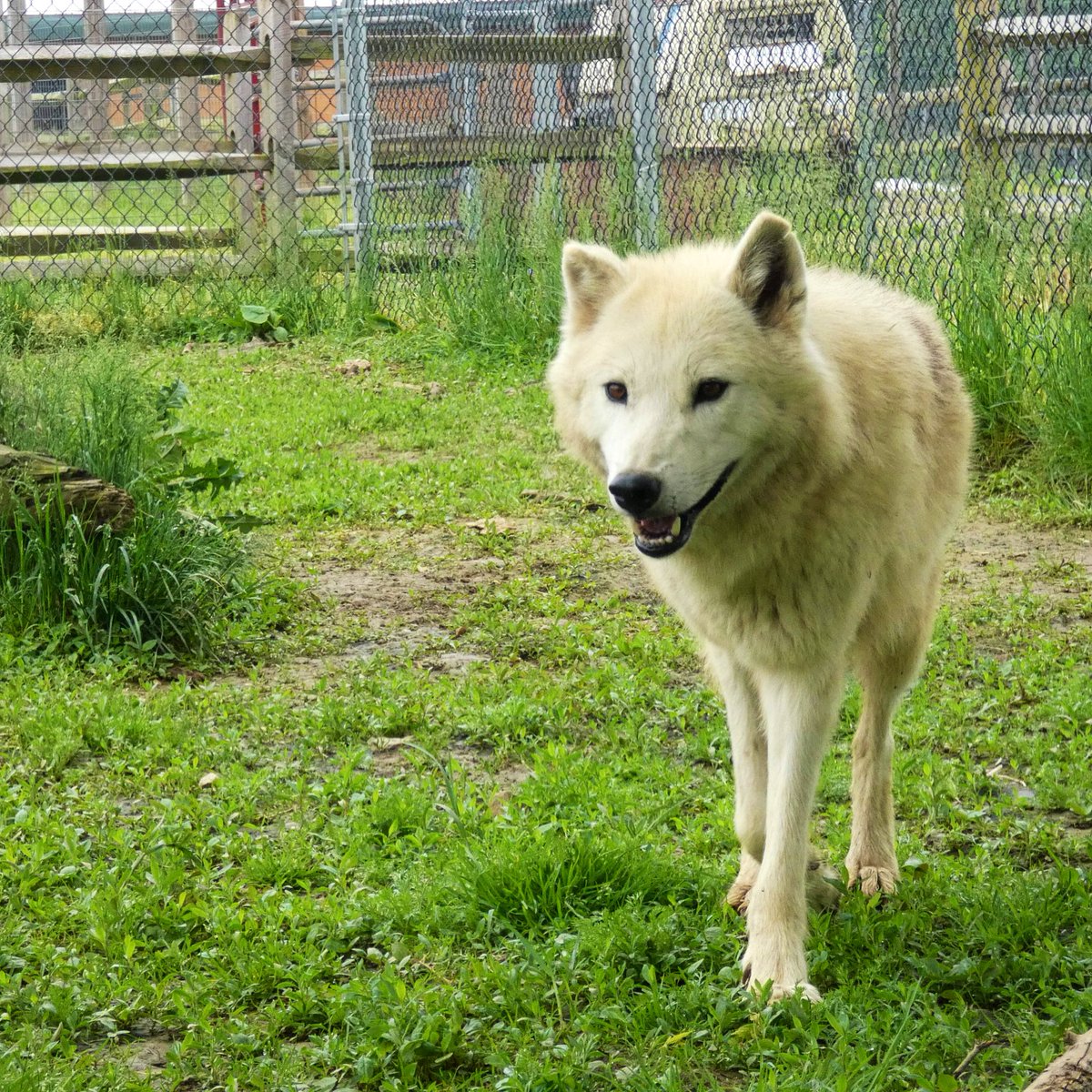 plumptonparkzoo's tweet image. Did you know #ArcticWolves are typically smaller than gray wolves? They have smaller ears, shorter muzzles and legs. Next time you visit the zoo check out the differences between our wolves. #Rumor #wolf #ppz