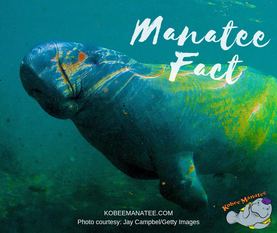 KobeeManatee's tweet image. According to an article in the journal #Science, the #evolutionaryprocess has left #manatees without a defense against #pesticides, #herbicides and #insecticides. #funfact #manateefact