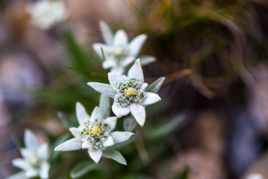 lukasboesch's tweet photo. Schön Edelweiss: Auf dem Gemsgebirge, von der Welt so fern.
Strahlt ein Wunderblümchen, wie ein lichter Stern;
Blüht so stillbescheiden. glänzt so unschuldsrein.
Und mit hellen Augen schaut's darein.
Liebt die Wolkenkühle.
Ist des Winds Gespiele.
Ja, auf der Alpe hoch, da bl… https://t.co/6gMdfmkKjb
