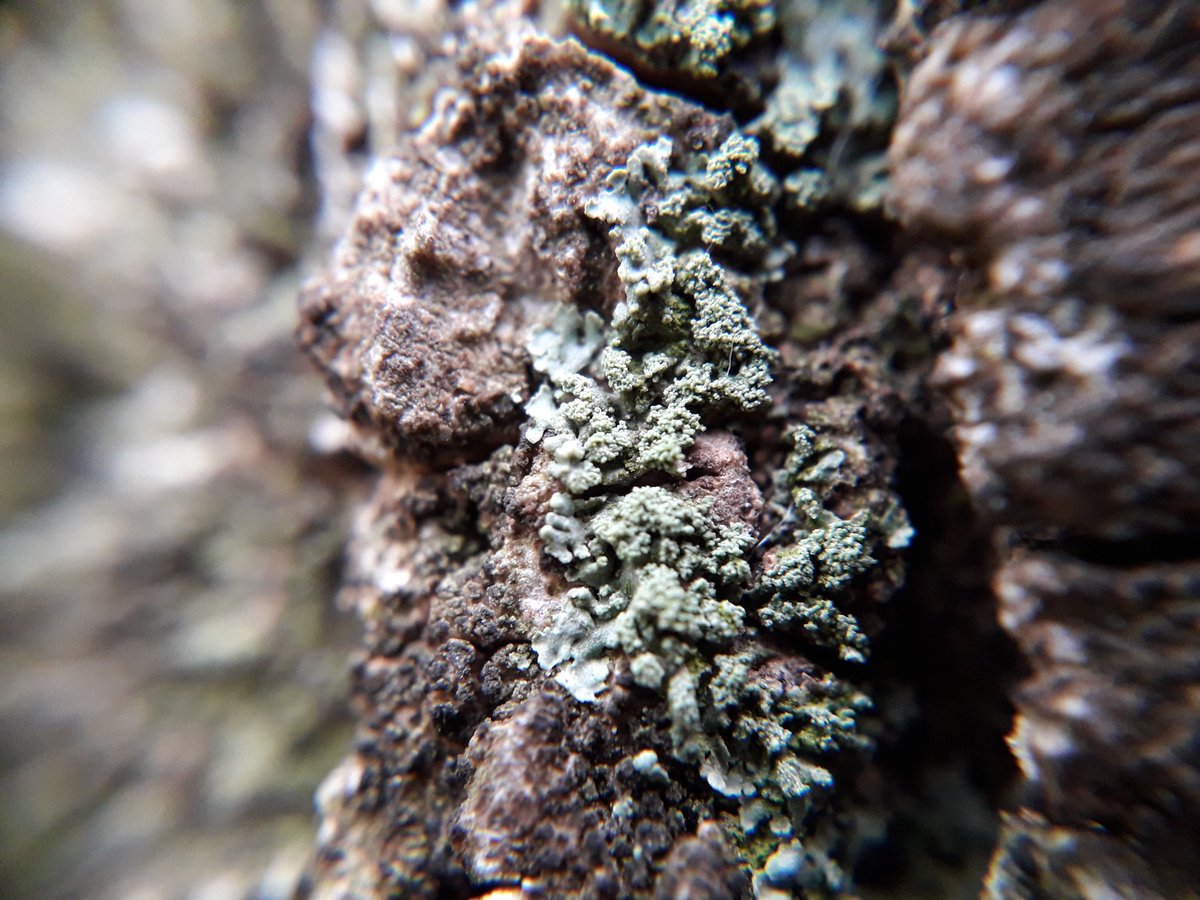 Magnífic taller atrapaliquens amb Laura Force d <a href="/liquensbcn/">Líquens de Barcelona</a> 
Ha passat volant el matí mapejant  la presència d'aquests organismes al barri de la Sagrera! Ens plantegem fer seguiment amb la col·laboració de <a href="/CCLaSagrera/">Centre Cívic La Sagrera "La Barraca"</a> 

#laboratoriurbà <a href="/BCN_SantAndreu/">BCN_SantAndreu</a> #Calidoscopi19 <a href="/CCiutadana/">Ciència Ciutadana</a>