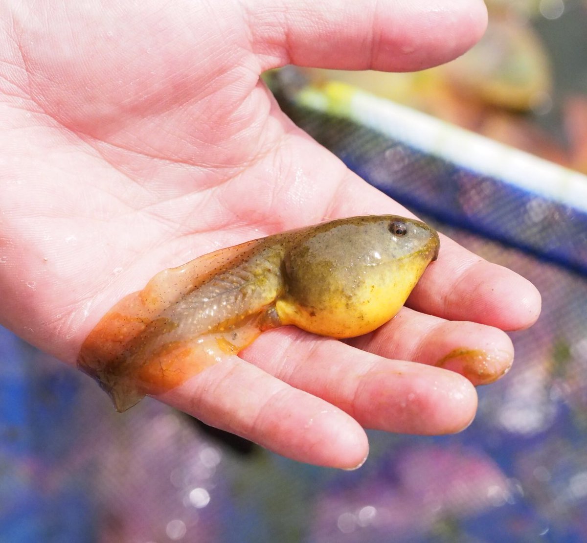 ウシガエル Twitter Search