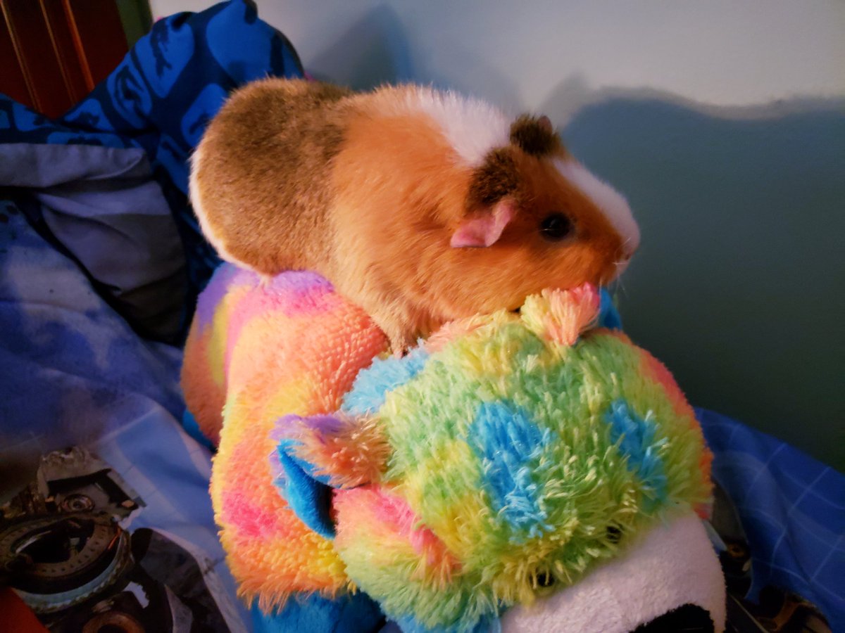 SpinItSocial's tweet photo. Our Daisy has found a new snuggle buddy! Too cute
🤗🐹🤗 #GuineaPigLife #DaisyBeanLife #Pets💖 https://t.co/x4Q46MGH8b