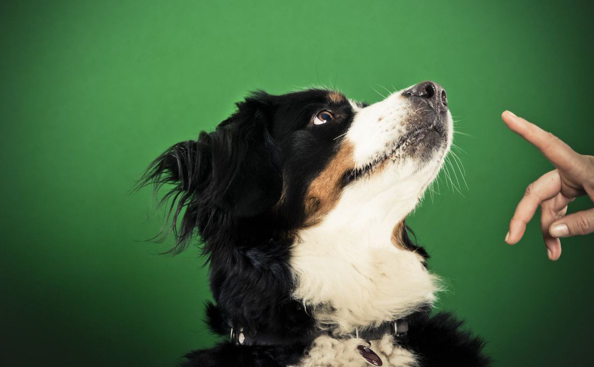 Looking after a shelter dog can be a daunting process, but luckily we've got just the thing to put first time adopters' minds at ease! #AdoptDontShop ow.ly/6bHT50ugUAQ