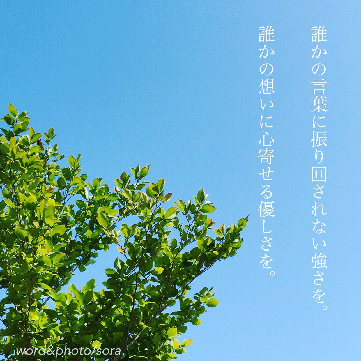 ソラ Twitter પર 凛と生きる 強さと しなやかさと 凛 生きる 日々 強さ しなやかさ 大切 空 木 葉 新緑 Sora 恋愛ポエム メッセージ 恋愛 恋 Poem ポエム 言葉 名言 恋詩 詩 恋空 Pic Love Loveletter Lovers