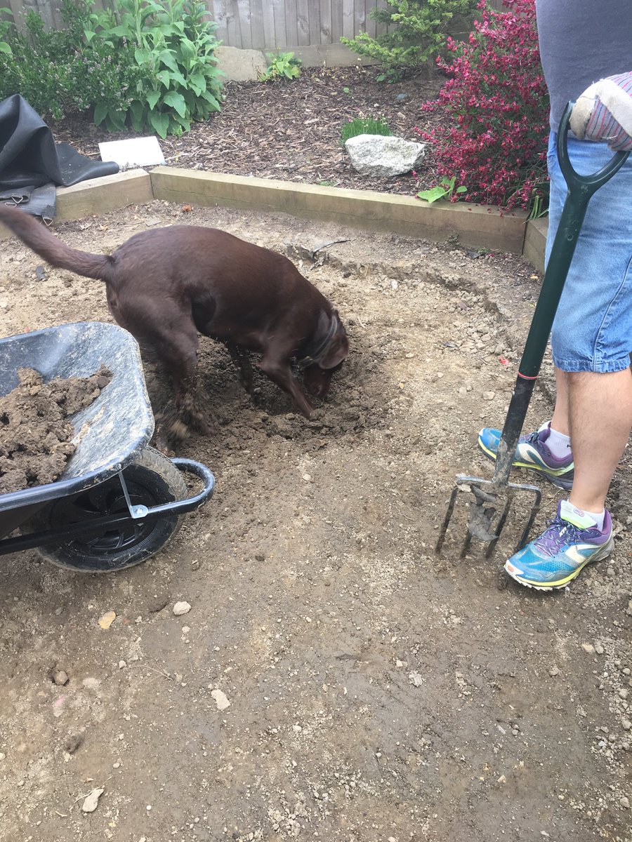jahockney's tweet image. One’s trusty gardening assistant 🙄🤣 #diggingdog #dadshelper #choclab