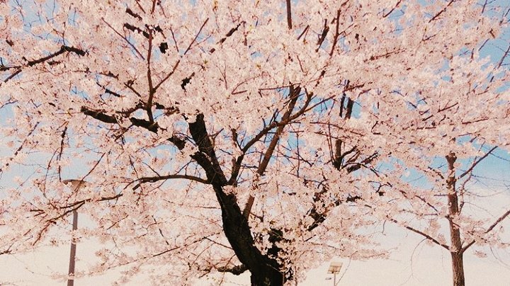 bienotbee_'s tweet photo. ╭❃. Gdriend Sinb Aesthetic Pack

❐.‖ ◆ Aesthetic pack by me a.k.a Bie ◆
❐.‖「Rt/Fav if u want to save or use it 」
❐.‖ ❰ U can Request in DM ❱
.
.
.
#gfriend #sinb #sinbpack #sinbicon #gfriendicons #gfriendpack #gfrnd #sinbaesthetic
#aestheticpack #aesthetic #ppheader https://t.co/sEhTdPJLjv