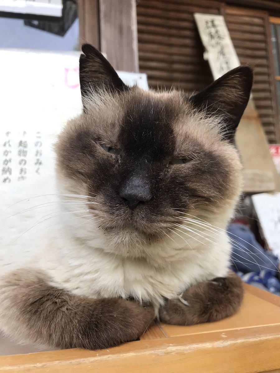 梅宮大社の猫ちゃん専用 たまに違う猫ちゃん 梅宮大社の猫 うっすら目を開けるトニー 爆睡ロク 目が怖いことなってるミータ 舐めるマコと舐められるロク