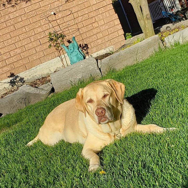 DefinePlanet's tweet photo. Lounging in the sun all weekend! #longweekend

#pets #dog #dogs #pet #dogsofinstagram #cute #animals #puppy #petstagram #love #animal #dogstagram #instagram #instadog #cats #doglover #of #petsofinstagram #cat #dogoftheday #photooftheday #instagood #ilovemydog #nature #adorab… https://t.co/0NKV73hkS6