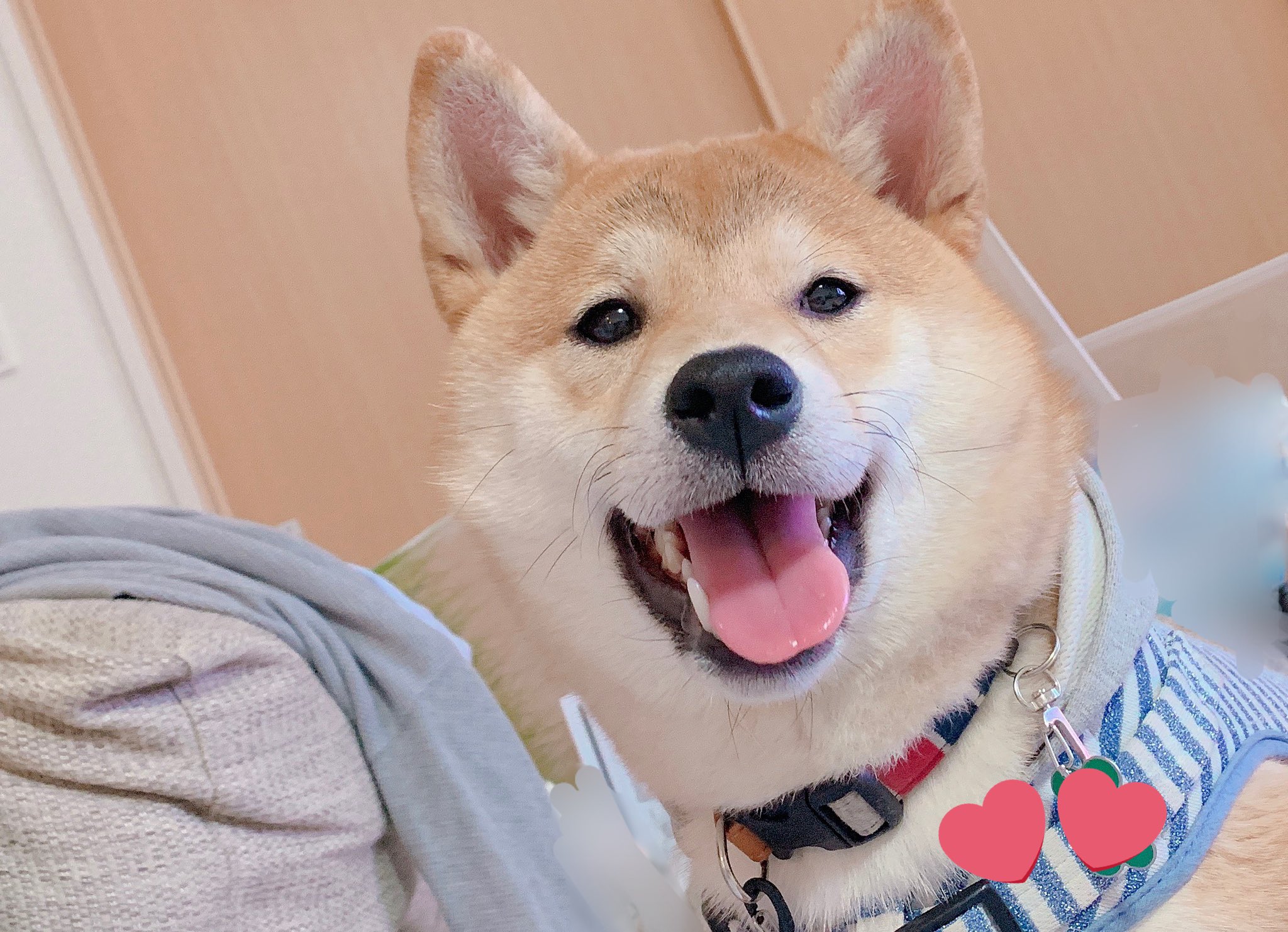 兄弟探し Twitter Search Twitter