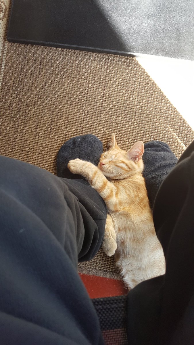 Zaikoni3D's tweet photo. #sleepycat #CuteCats https://t.co/3KA7u6e5pE