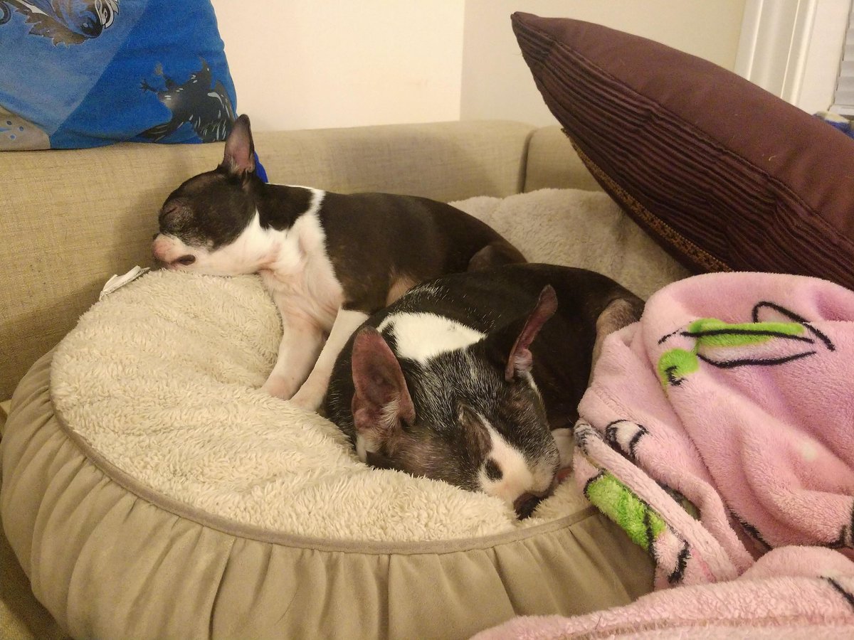 DailyBailey9's tweet photo. Saturday mornings are for snoozing 💤
#bostonterrier #SaturdayThoughts #SaturdayMorning #dogsoftwitter https://t.co/1MPmXZOV1J